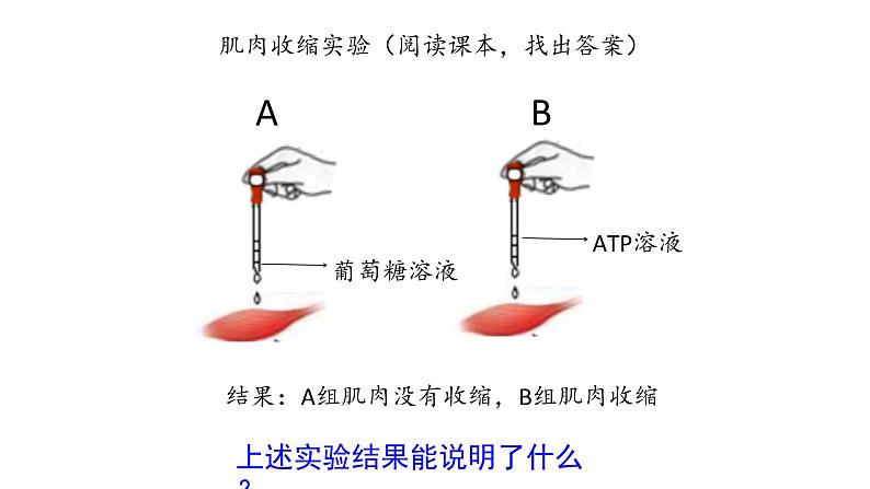 3.1 ATP是细胞内的“能量通货”-【高效备课】2022-2023学年高一生物同步备课优质课件（浙科版2019必修1）08