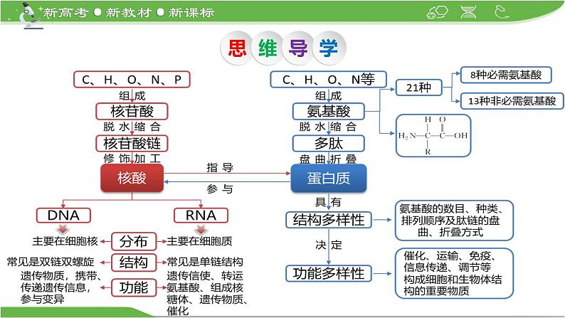 【高考大一轮单元复习】高考生物单元复习课件与检测-第03讲《蛋白质和核酸》第5页