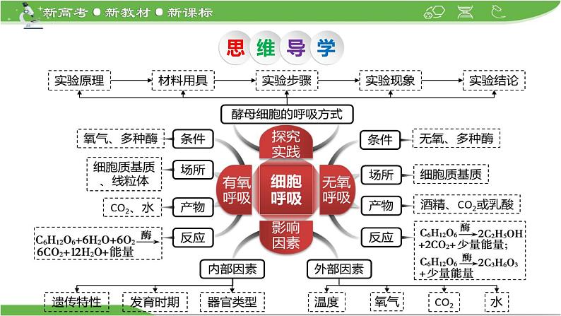 【高考大一轮单元复习】高考生物单元复习课件与检测-第08讲《细胞呼吸》第5页