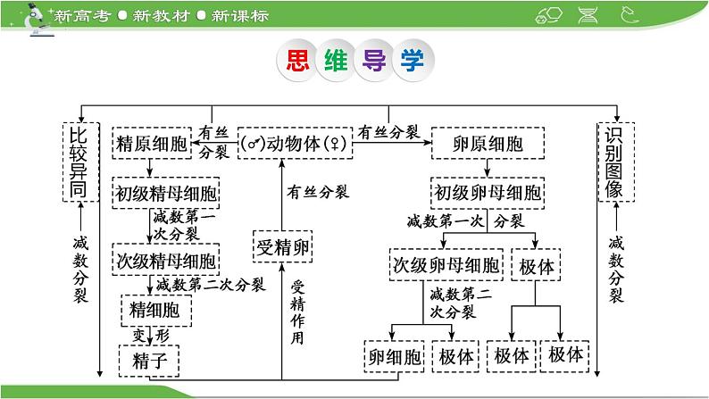 【高考大一轮单元复习】高考生物单元复习课件与检测-第11讲《减数分裂和受精作用》（新教材新高考）第5页