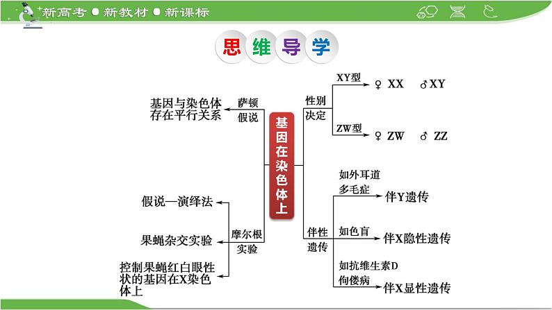 【高考大一轮单元复习】高考生物单元复习课件与检测-第15讲《基因在染色体上和伴性遗传》（新教材新高考）第5页