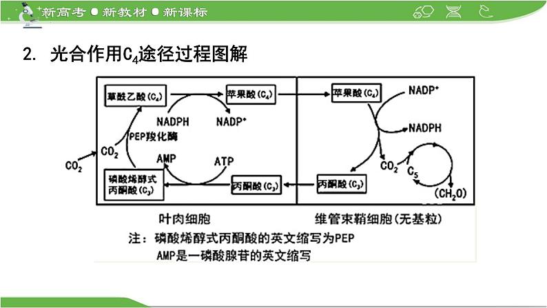 【高考大一轮单元复习】高考生物单元复习课件与检测-微专题03《C4途径、CAM途径及光呼吸》（新教材新高考）06