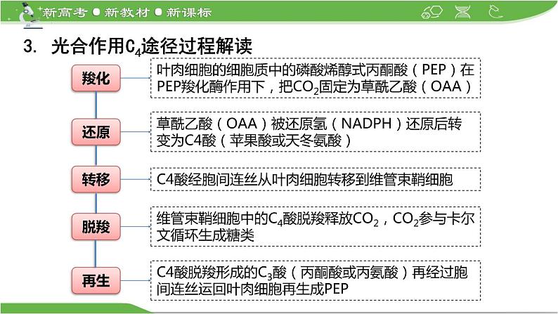 【高考大一轮单元复习】高考生物单元复习课件与检测-微专题03《C4途径、CAM途径及光呼吸》（新教材新高考）07