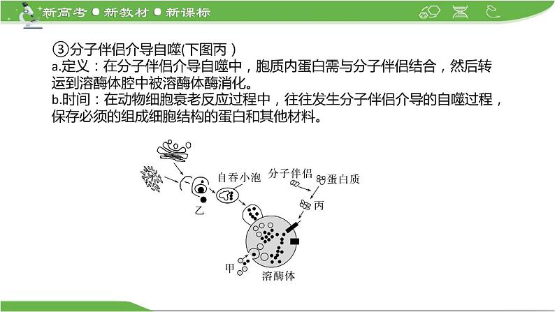 【高考大一轮单元复习】高考生物单元复习课件与检测-微专题05《细胞自噬与细胞凋亡》（新教材新高考）第5页