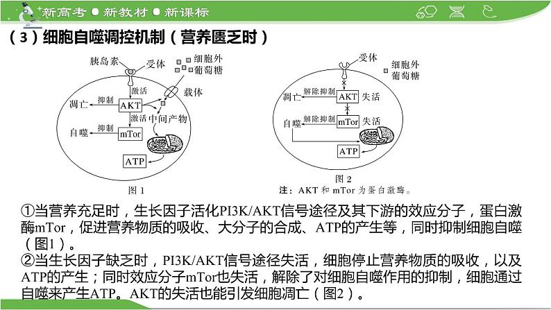 【高考大一轮单元复习】高考生物单元复习课件与检测-微专题05《细胞自噬与细胞凋亡》（新教材新高考）第6页