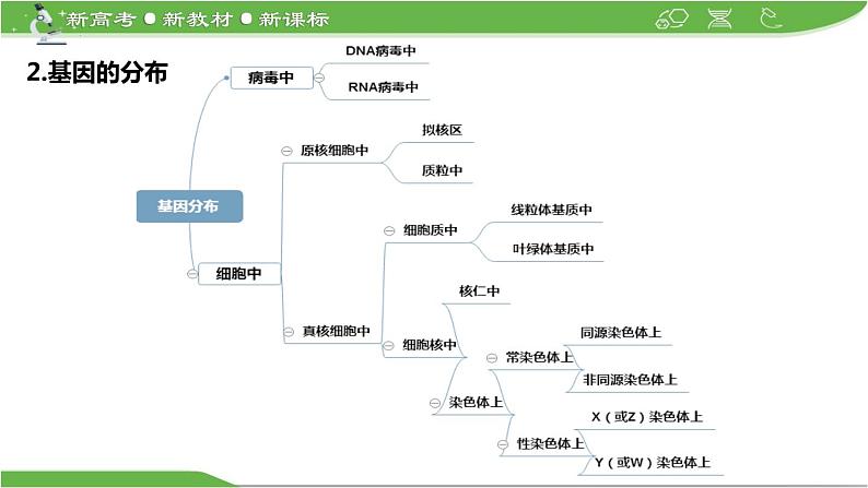 【高考大一轮单元复习】高考生物单元复习课件与检测-微专题08《一对等位基因在细胞中位置的判定方法》（新教材新高考）05