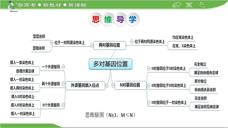 【高考大一轮单元复习】高考生物单元复习课件与检测-微专题09《两对、多对及外源基因在染色体上位置的判定方法》（新教材新高考）第3页