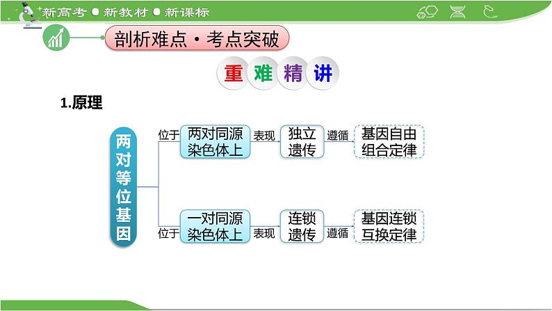 【高考大一轮单元复习】高考生物单元复习课件与检测-微专题09《两对、多对及外源基因在染色体上位置的判定方法》（新教材新高考）第5页