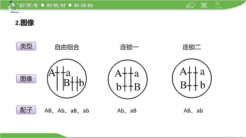 【高考大一轮单元复习】高考生物单元复习课件与检测-微专题09《两对、多对及外源基因在染色体上位置的判定方法》（新教材新高考）第6页
