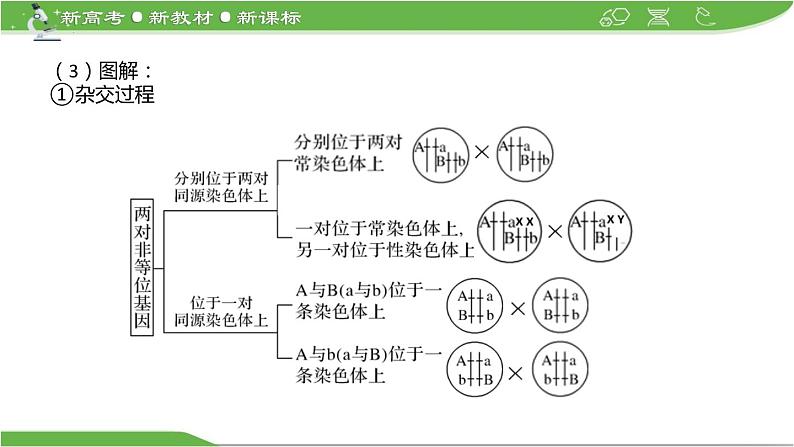 【高考大一轮单元复习】高考生物单元复习课件与检测-微专题09《两对、多对及外源基因在染色体上位置的判定方法》（新教材新高考）第8页