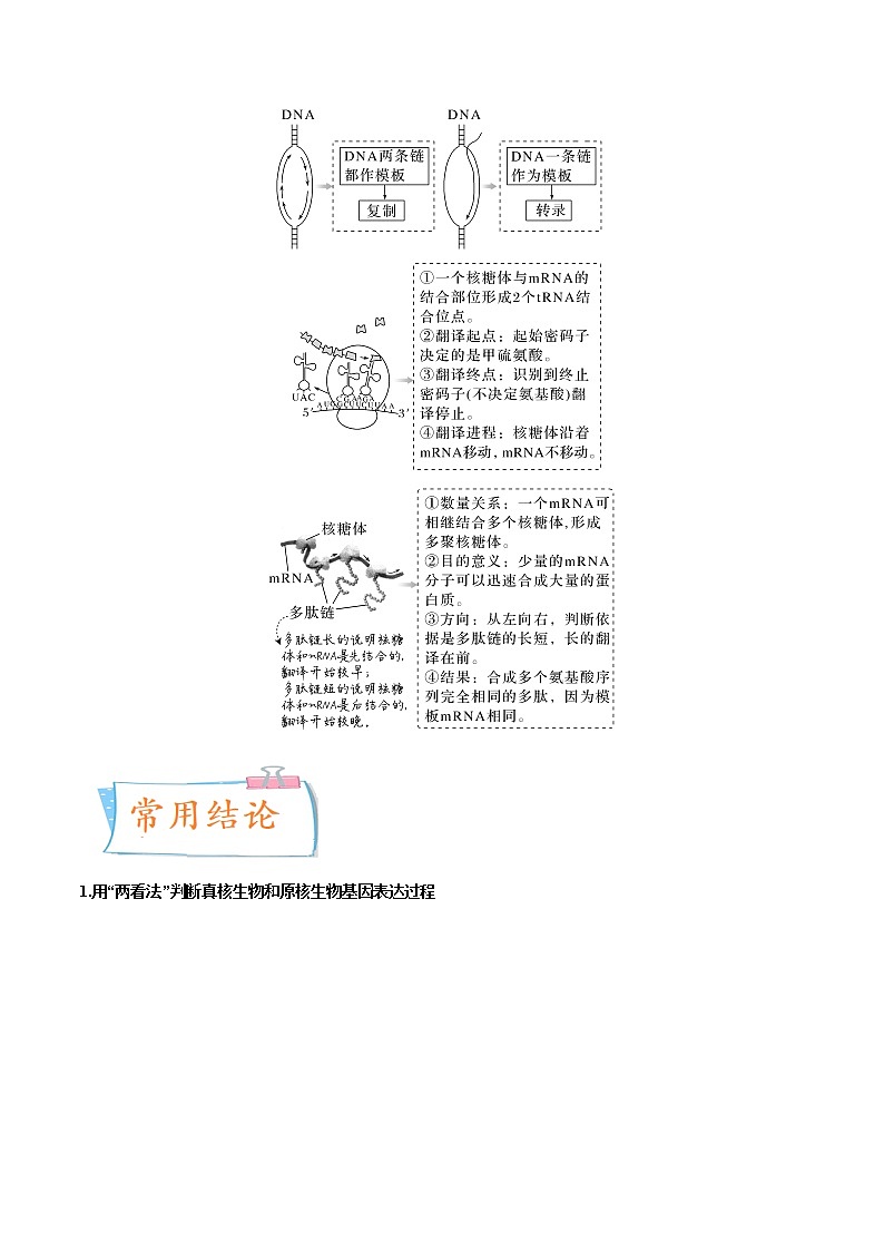 【高考考点专题复习】高考生物考点专题复习——考向13《基因的表达》全能卷（全国通用）（原卷版）第2页