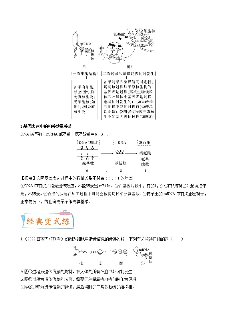 【高考考点专题复习】高考生物考点专题复习——考向13《基因的表达》全能卷（全国通用）（原卷版）第3页