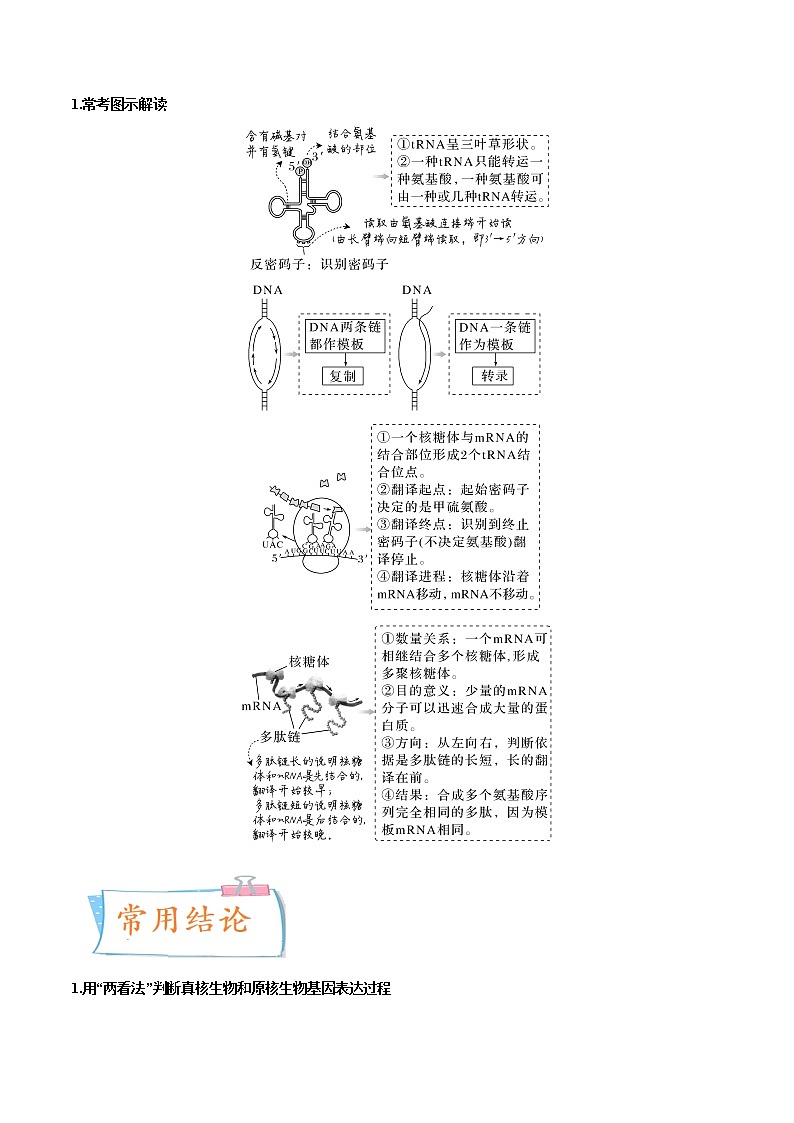 【高考考点专题复习】高考生物考点专题复习——考向13《基因的表达》全能卷（全国通用）（解析版）第3页