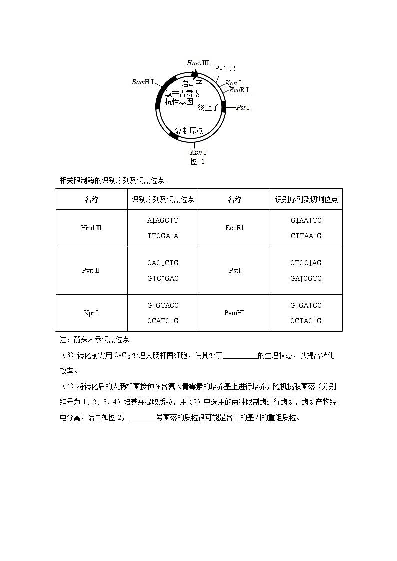 【高考考点专题复习】高考生物考点专题复习——考向28《基因工程及生物技术安全性与伦理问题》全能卷（全国通用）（原卷版）第3页