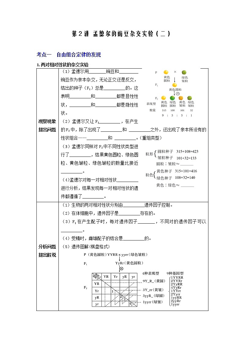 【高考精细化复习】生物（必修2）一轮复习  第2讲《孟德尔的豌豆杂交实验（二）》讲义（原卷版）（全国通用）第1页