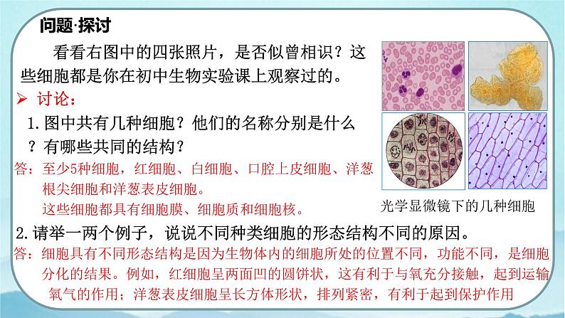 1.2 细胞的多样性和统一性（第1课时）-高中生物 课件+练习（人教版2019 必修一）02