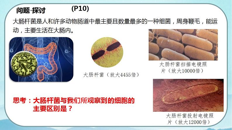 1.2 细胞的多样性和统一性（第2课时）-高中生物 课件+练习（人教版2019 必修一）03