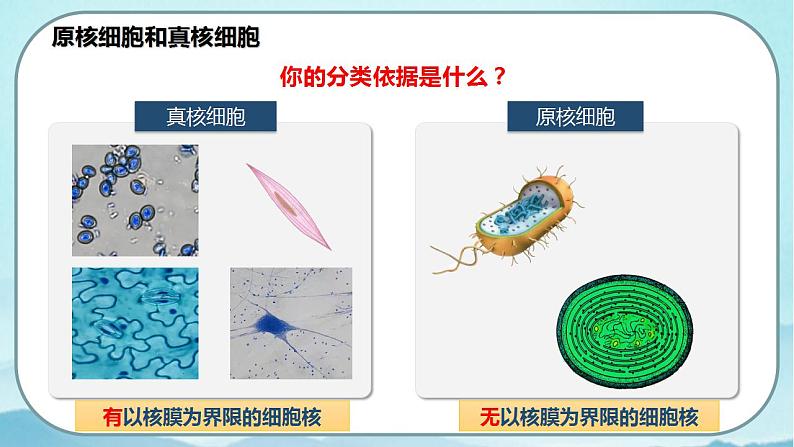 1.2 细胞的多样性和统一性（第2课时）-高中生物 课件+练习（人教版2019 必修一）06