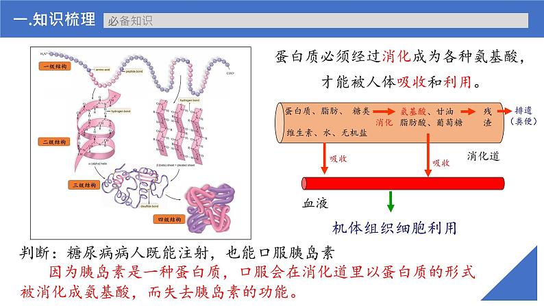 【高考一轮专题复习】高考生物专题复习——第03讲《蛋白质》复习课件（新教材新高考）第7页