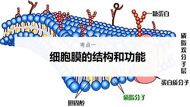 【高考一轮专题复习】高考生物专题复习——第05讲《细胞膜的结构与功能》复习课件（新教材新高考）第4页