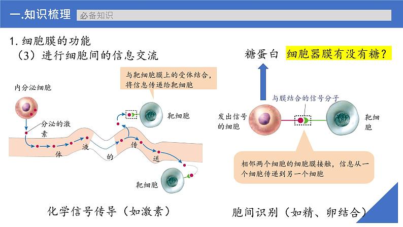 【高考一轮专题复习】高考生物专题复习——第05讲《细胞膜的结构与功能》复习课件（新教材新高考）第8页