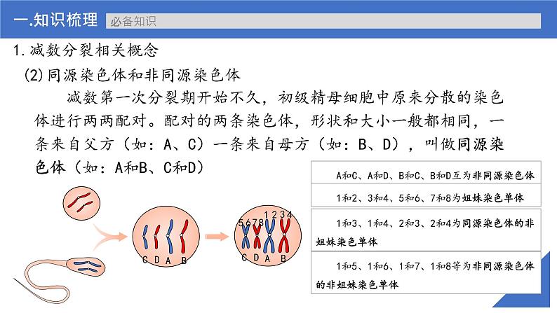 【高考一轮专题复习】高考生物专题复习——第17讲《减数分裂和受精作用》复习课件（新教材新高考）第7页