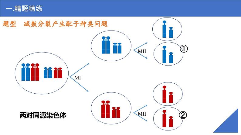 【高考一轮专题复习】高考生物专题复习——第18讲《细胞分裂图形分析》复习课件（新教材新高考）07