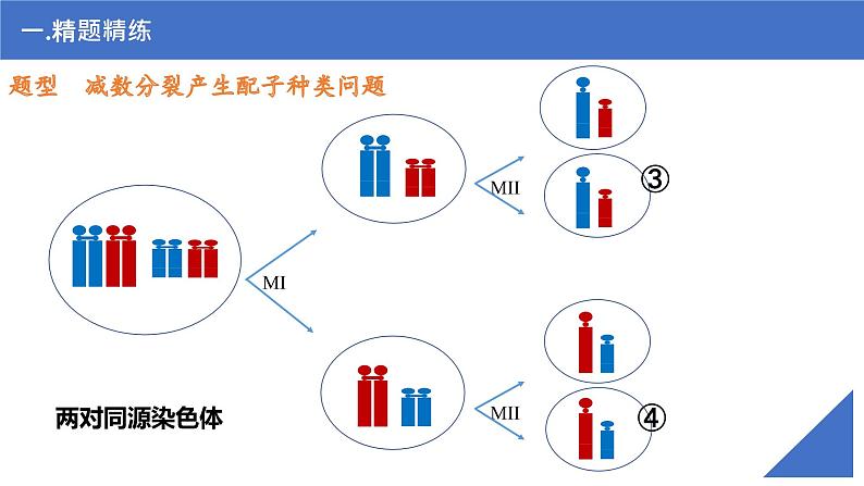 【高考一轮专题复习】高考生物专题复习——第18讲《细胞分裂图形分析》复习课件（新教材新高考）08