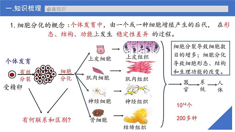 【高考一轮专题复习】高考生物专题复习——第19讲《细胞分化、衰老、凋亡和癌变》复习课件（新教材新高考）第6页