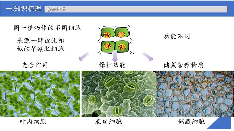 【高考一轮专题复习】高考生物专题复习——第19讲《细胞分化、衰老、凋亡和癌变》复习课件（新教材新高考）第7页