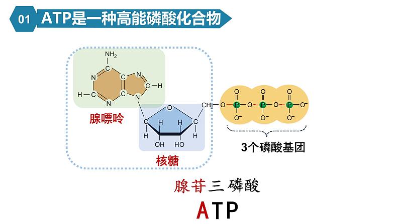 人教版高中生物高一必修一分子与细胞课件5.2细胞的能量“货币”ATP04