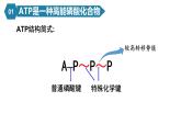 人教版高中生物高一必修一分子与细胞课件5.2细胞的能量“货币”ATP