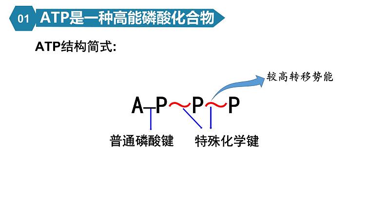 人教版高中生物高一必修一分子与细胞课件5.2细胞的能量“货币”ATP05