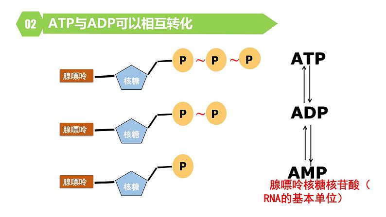 人教版高中生物高一必修一分子与细胞课件5.2细胞的能量“货币”ATP07