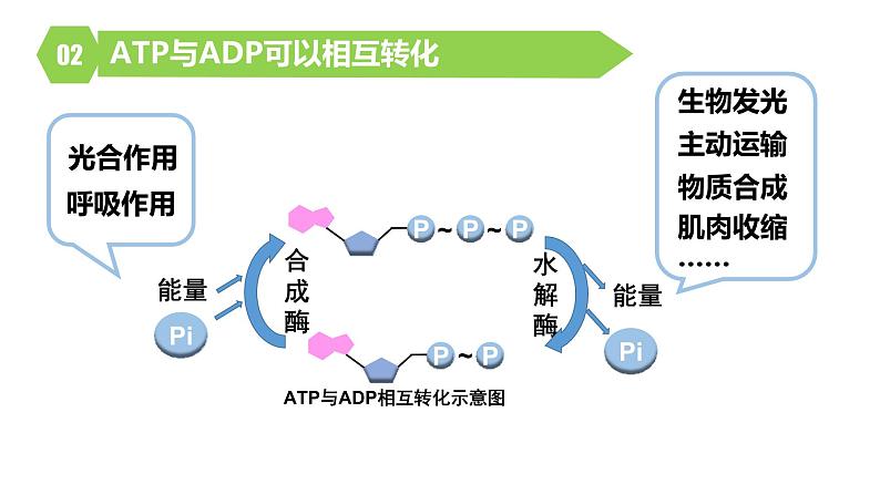 人教版高中生物高一必修一分子与细胞课件5.2细胞的能量“货币”ATP08