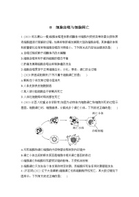 2023年新高考生物专题强化练 8：细胞自噬与细胞凋亡