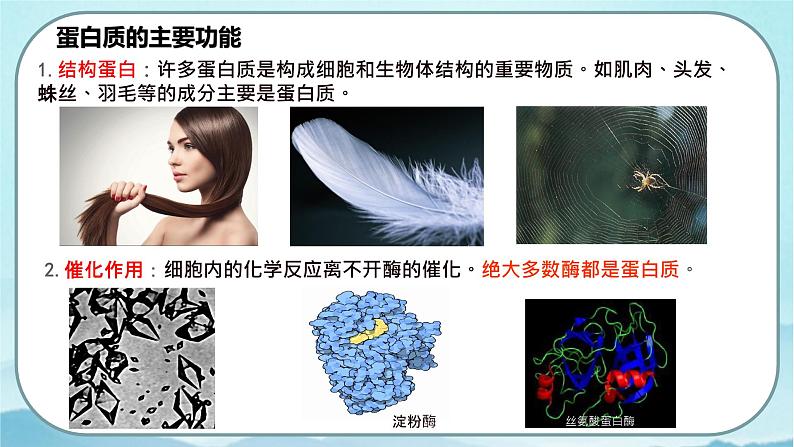 2.4 蛋白质是生命活动的主要承担者-高中生物 课件+练习（人教版2019 必修一）06