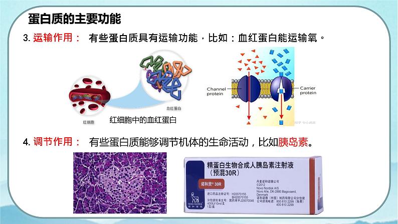 2.4 蛋白质是生命活动的主要承担者-高中生物 课件+练习（人教版2019 必修一）07