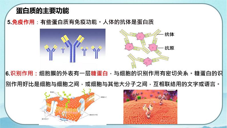 2.4 蛋白质是生命活动的主要承担者-高中生物 课件+练习（人教版2019 必修一）08