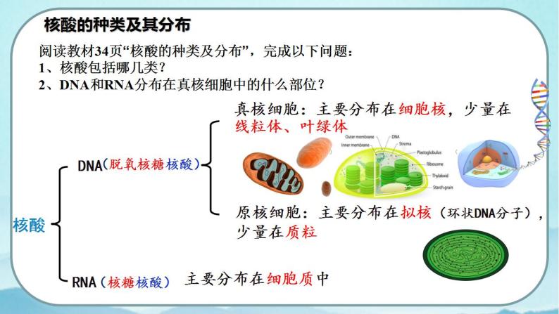 2.5 核酸是遗传信息的携带者-高中生物 课件+练习（人教版2019 必修一）06