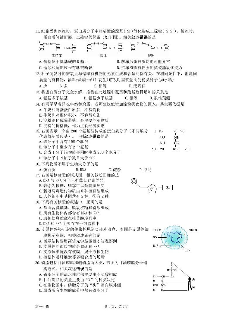 江苏省淮安市高中校协作体2022-2023高一生物上学期期中考试试卷（Word版附答案）第2页