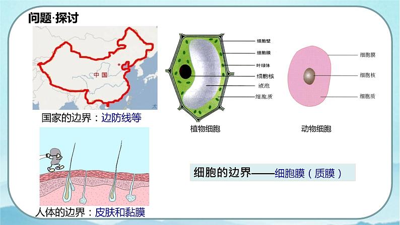 3.1 细胞膜的结构和功能（课件）第2页