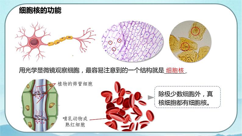 3.3 细胞核的结构和功能-高中生物 课件+练习（人教版2019 必修一）04