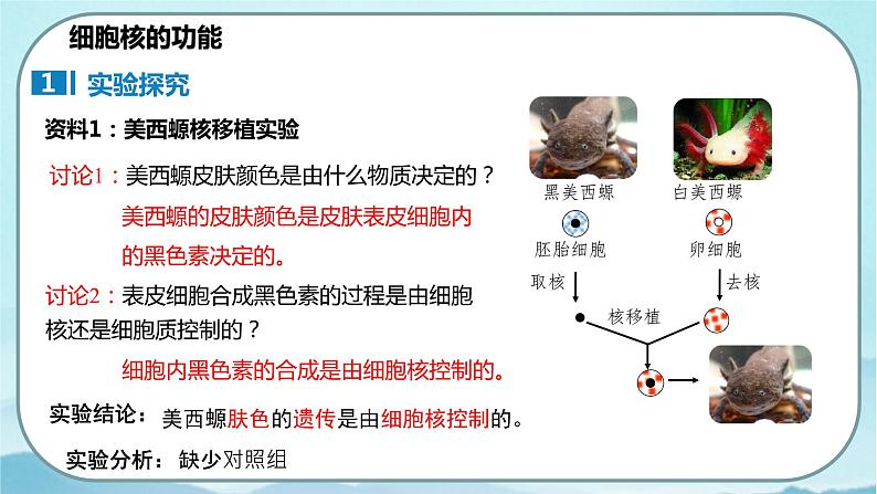 3.3 细胞核的结构和功能-高中生物 课件+练习（人教版2019 必修一）06