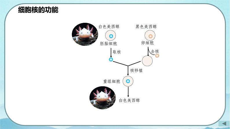 3.3 细胞核的结构和功能-高中生物 课件+练习（人教版2019 必修一）07