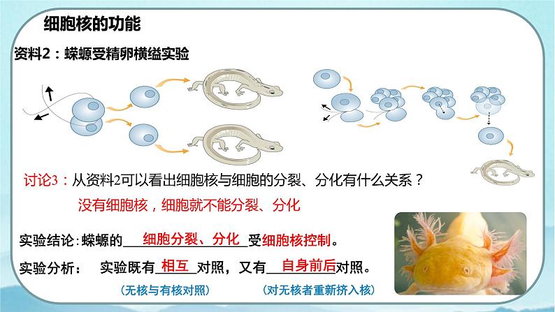 3.3 细胞核的结构和功能-高中生物 课件+练习（人教版2019 必修一）08