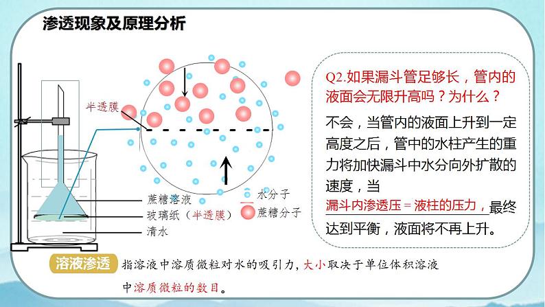 4.1 被动运输（第1课时）-高中生物 课件+练习（人教版2019 必修一）06