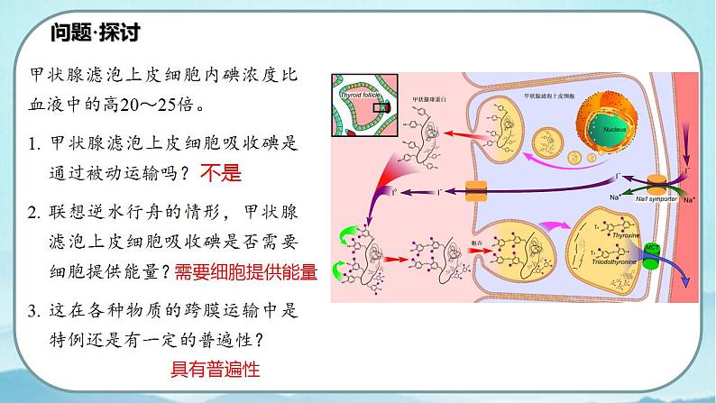 4.2 主动运输与胞吞、胞吐-高中生物 课件+练习（人教版2019 必修一）02