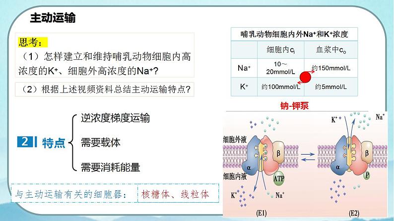 4.2 主动运输与胞吞、胞吐-高中生物 课件+练习（人教版2019 必修一）05