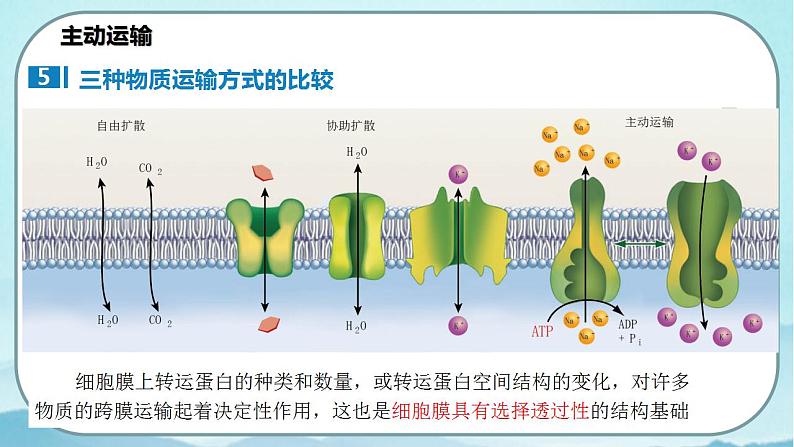 4.2 主动运输与胞吞、胞吐-高中生物 课件+练习（人教版2019 必修一）07